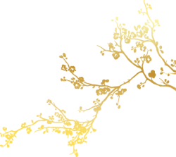 Tết, xuân, hoa, flower, hoa mai, yellow apricot flowers