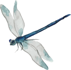 bướm, butterfly