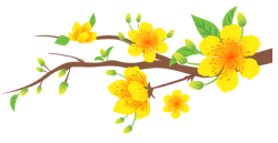 Tết, xuân, hoa mai, hoa, flower