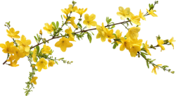 hoa, flower, Tết,hoa mai, apricot blossom