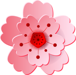 hoa, flower, Tết,hoa đào, cherry blossom