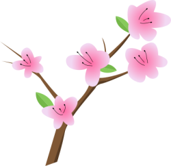 Tết, xuân, hoa đào, cherry blossom, hoa, flower