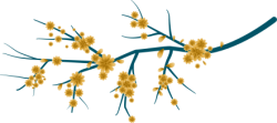 Tết, xuân, hoa mai, hoa, flower