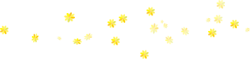 Tết, xuân, hoa, flower, hoa mai, yellow apricot flowers