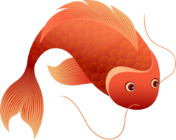 Tết, xuân, cá chép, cá, fish