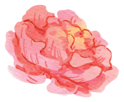 hoa, flower, hoa hồng, mẫu đơn,rose, peony