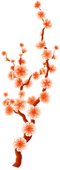hoa, flower, Tết,hoa đào, cherry blossom