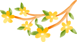 Hoa mai, hoa, flower, tết, xuân