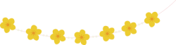 hoa, hoa mai, flower, tết