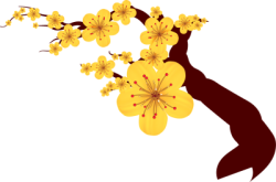 Tết, xuân, hoa, flower, hoa mai, yellow apricot flowers