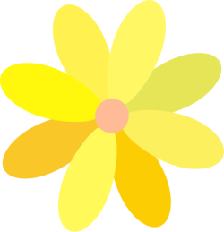 Tết, xuân, hoa, flower, hoa mai, yellow apricot flowers