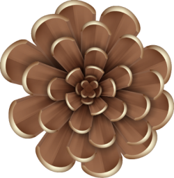 quả thông,pine cones