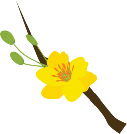 Tết, xuân, hoa, flower, hoa mai, yellow apricot flowers