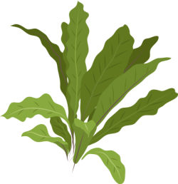 cỏ, lá, grass, leaves