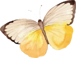 bướm, butterfly