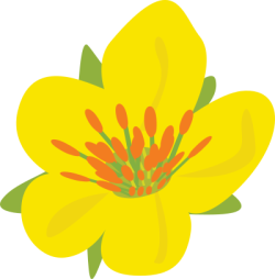 Tết, xuân, hoa, flower, hoa mai, yellow apricot flowers