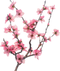 hoa, flower, Tết,hoa đào, cherry blossom