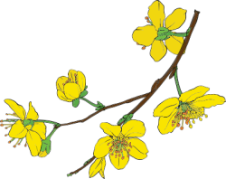 Tết, xuân, hoa, flower, hoa mai, yellow apricot flowers