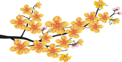 Tết, xuân, hoa mai, hoa, flower