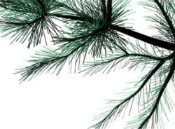 Giáng sinh, christmas, noel, trang trí, decor, cây thông, pine