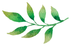 lá, leaf
