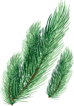 Giáng sinh, christmas, noel, lá thông, lá, leaf