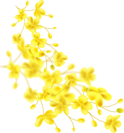 hoa, flower, Tết,hoa mai, apricot blossom