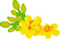 Tết, xuân, hoa, flower, hoa mai, yellow apricot flowers