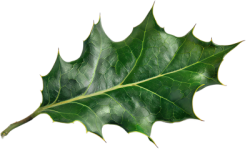 lá, leaf