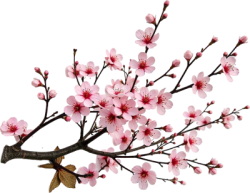 hoa, flower, Tết,hoa đào, cherry blossom