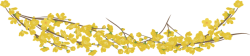 hoa, hoa mai, flower, tết