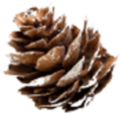 Giáng sinh, noel, xmas, christmas, hạt thông, nut pine