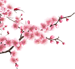 hoa, flower, Tết,hoa đào, cherry blossom
