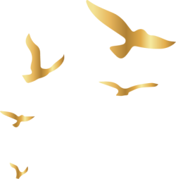 chim, đàn chim, birds