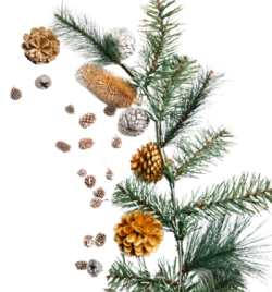 Giáng sinh, noel, xmas, christmas, hạt thông, nut pine
