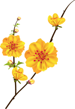 Tết, xuân, hoa, flower, hoa mai, yellow apricot flowers