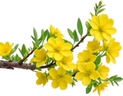hoa, flower, Tết,hoa mai, apricot blossom