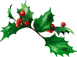 Giáng sinh, noel, xmas, christmas, lá nhựa ruồi, quả mọng, lá, leaf