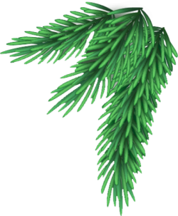 Giáng sinh, christmas, noel, trang trí, decor, pine, lá thông