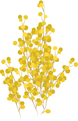 hoa, hoa mai, flower, tết