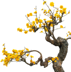 hoa, flower, Tết,hoa mai, apricot blossom