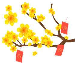Hoa mai, hoa, flower, tết, xuân, lì xì