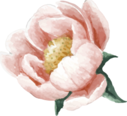 Hoa hồng, hoa, flower, rose, tết, xuân