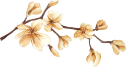 Hoa mai, hoa, tết, xuân, flower