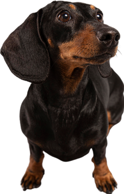 chó , dog, animal, thú cưng