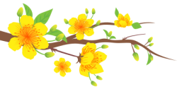 Hoa mai, hoa, flower, tết, xuân
