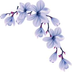 Hoa, flowers