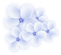 Hoa, flowers