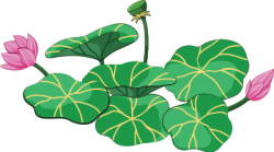Hoa sen, Lotus