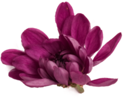 Hoa, flower 4